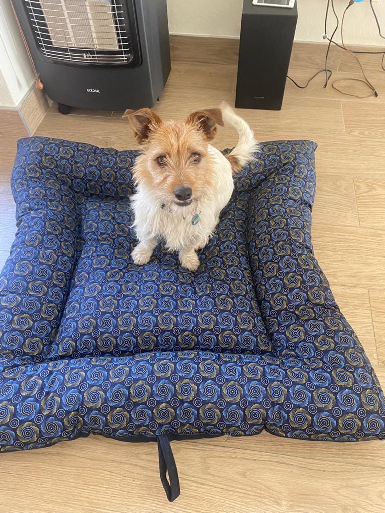 Small dog sitting on a blue patterned canvas bed with raised sides