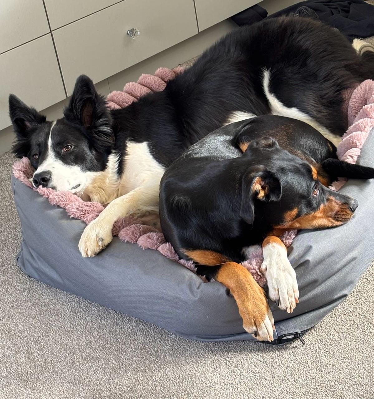 Two dogs sharing a cosy bed with a soft pink lining